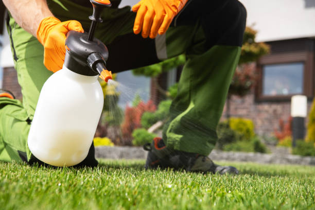Best Flea Control Services  in El Cenizo, TX